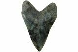 Realistic, 7.4" Carved Labradorite Megalodon Tooth - Replica - #202080-1